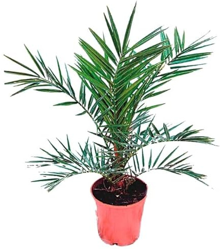 Phoenix Canariensis Palmera Canaria Natural - Planta Ideal Para el Exterior de la Casa