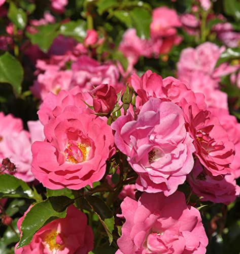 Hochstamm Rose Heidetraum® 80-100cm - lebende Gartenpflanze aus den Baumschulen