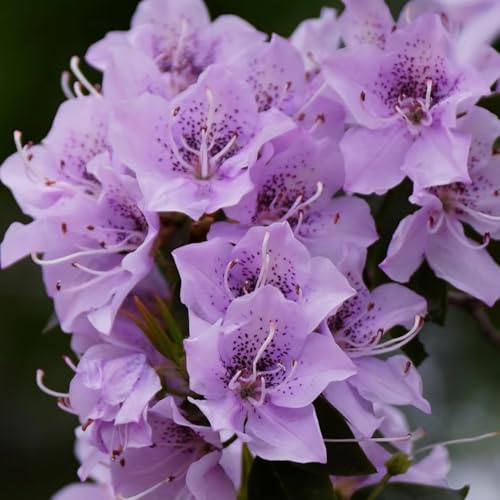 Semi di azalea, di campo di rododendro resistente, semi da giardino 500pcs