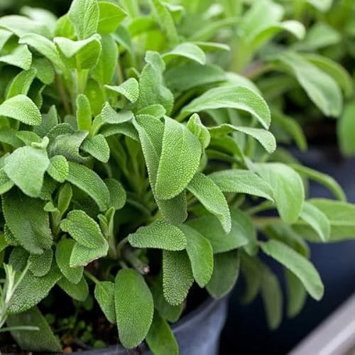 TomorrowSeeds - Broadleaf Sage Seeds - 1200+ Count - for 2026 Planting Salvia Perennial Heirloom Thyme Rosemary Basil Oregano Marjoram Herb Garden Non-GMO Grow Your Own Home Farm Patio Healthy