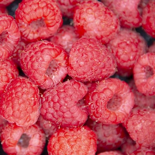 semillas de frambuesa frambuesas en espaldera en extremadamente resistentes comprar de jardín comprar 350pcs