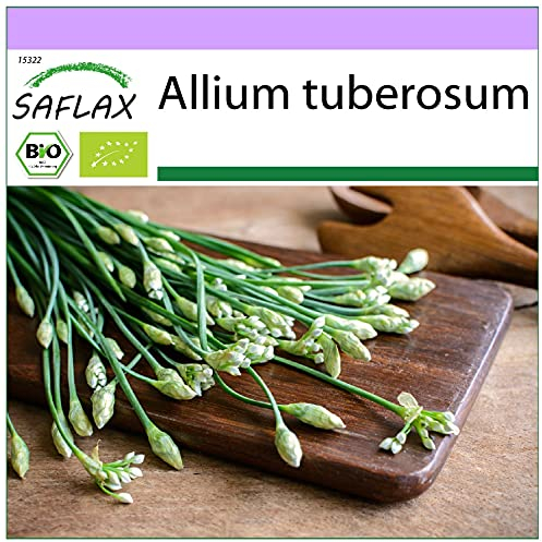 SAFLAX - Organic - Garlic-Chives - 100 Seeds - Allium tuberosum