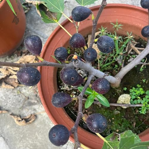 feigenbaum zimmerbonsai bonsai gewächshaus balkon winterharte stauden mehrjährig kräutergarten säulenobstbäume winterharte kübelpflanzen zimmerpflanze pflanzendeko säulenobst 200samen