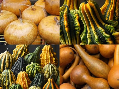 “Artisan's Palette Gourd Mix” Gourd Mix Seeds – 12+ Gourd Types in One Packet – Decorative and Useful | Never GMO, Always Heirloom and Open-Pollinated | USA Grown Seeds by Liliana's Garden |, Black