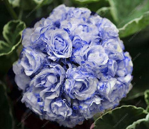 Graines Fraîches De Géranium Bleu Clair À Planter Bleu Clair
