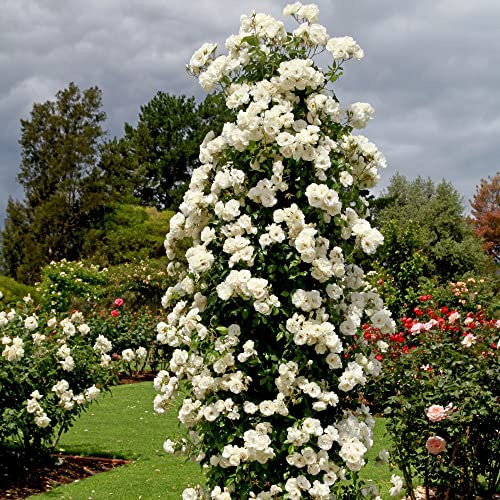 Rose ‘Climbing Iceberg’ Schneewittchen Garden Climbing White Flowering Plant Hardy Shrub Scented Easy to Grow 1x 3 Litre Potted Plant by Thompson and Morgan