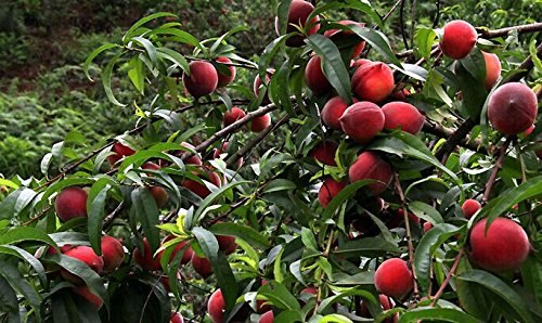 Nani pesche Bonanza, Pfirsichbäume - Semi Pfirsich - Frutta Semi Bonsai - 10 pz