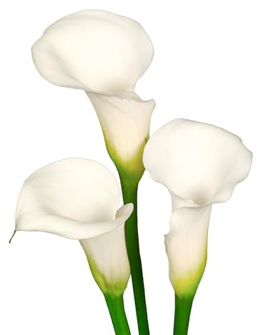 7 x Calla Bollen 'Ivory Elegance' | Sommerblumen | Holland-Qualitat | Calla Zwiebeln | Blumenzwiebeln - The Bulb Farmers