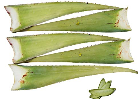5 x Beste Bio Aloe Vera Barbadensis Blätter, Health for All