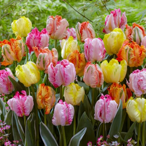 FLORIUM – 25 x tulpanlökar papegoja kollektion (25 lökar) | 5 sorter/färger | blandning av Holland, robust vinterhård och flerårig dekoration för trädgård, balkong, krukor (inga frön)