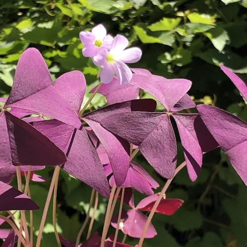 oxalis triangularis fácil de cultivar Cubresuelos resistentes en 20bulbos