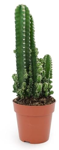 DECOALIVE Cactus del Ordenador ⌀10cm Planta para Exterior e Interior