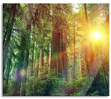 Wald bei Sonnenlicht Herdabdeckplatte & Spritzschutz aus Echtglas | Für Herd-Kochfelder | 60x52 cm