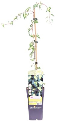 Pianta di Hedera Helix Goldheart Edera Oro De Boliasco pianta da esterno Edera Rampicante pianta ornamentale variegata vera venduta da eGarden.store