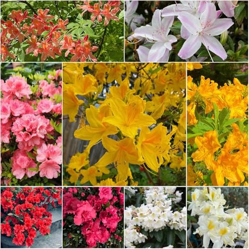 rhododendron - pflanzensamen azalee exotische topf baumsamen gartenblumen draußen stauden winterhart mehrjährig dekopflanzen 100samen