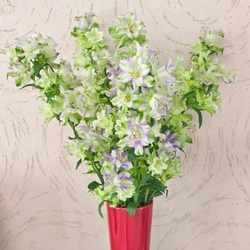 semi di campanula - campanula media - resistenti di campanula, balcone perenni resistenti all'esterno ornamentali 250pcs