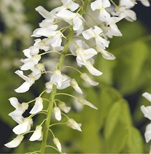 Wisteria floribunda Alba 70-80 cm - weißer japanischer Blauregen | duftende weiße Blütentrauben, sonniger Standort, winterhart, kletterfreudig, ideal für Pergola und Rankgerüst