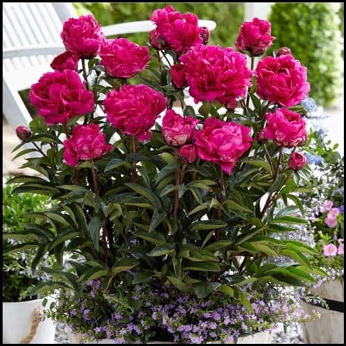 Peonia bulbi,pianta erbacea perenne,bulbo da fiore che fiorisce in primavera,ha una forte resistenza al freddo,peonia sem,peonia rizoma(Nessun seme, bulbo,non artificiale)-2bulbi-E