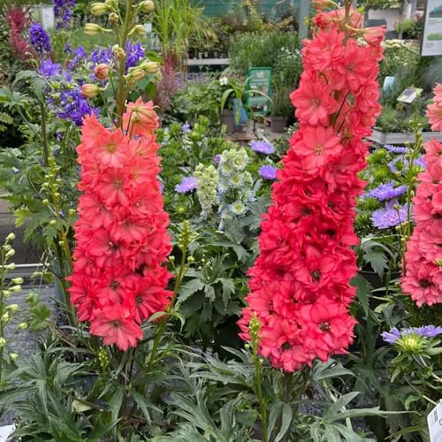 rittersporn, delphinium kletterpflanzen winterhart, bio wildblumen balkonblumen, schnittblumen bodendecker winterhart mehrjährig 25samen