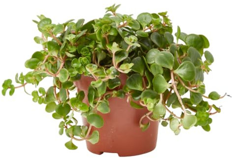 Verdecora Sedum de Interior en maceta Ø12cm | Sedum Sempervivum o Siempreviva | Planta crasa de Interior | Hojas Suculentas y Decorativas | Ideal para Decoración y Jardinería | Fácil cuidado