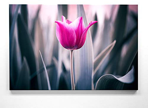 BilderKing Ein Wunderschönes Blumen-Bild, Lila Tulpe - als großes XXL Leinwand-Bild 120x80cm. Ideal als Wandbild und Dekoration für Wohnzimmer & Schlafzimmer. Aufgespannt auf 2cm Holzrahmen