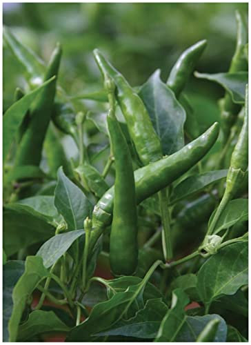 PREMIER SEEDS DIRECT - Pepper HOT - TOOFAN F1-15 Seeds