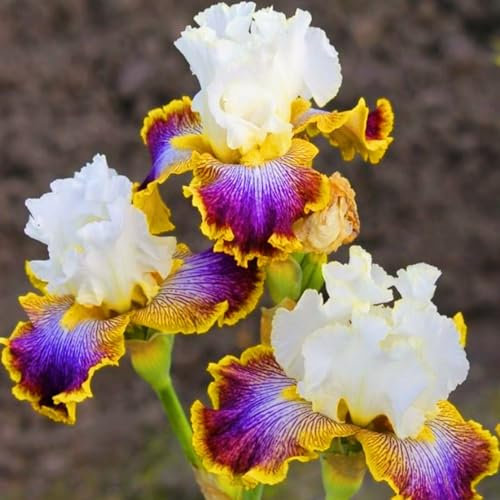Iris Bulbs-Iris Bulbs for Planting Now UK,Hardy Perennial,Wedding Flowers,Plant Bulbs,Garden Flowers-8bulbs-c
