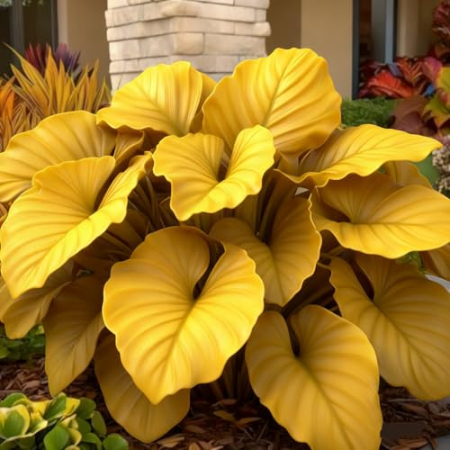 Rizoma hosta/hosta bonsai-Resistente e Facile da Curare/Colore Vivido/Decorazione per Casa e Giardino/Per Ogni Spazio-4 Rhizome-C