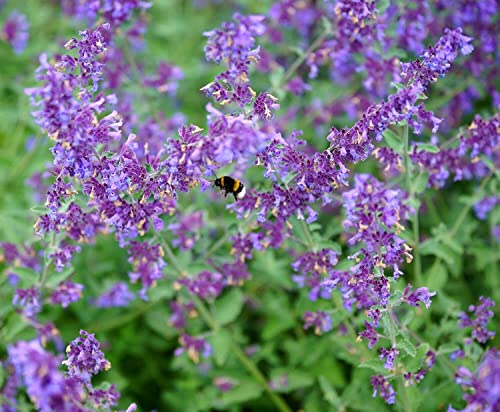 Trauben-Katzenminze - Blauminze, Kaukasus-Katzenminze - Nepeta racemosa (mussinii) - 200 Samen