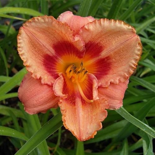 Taglilie Strawberry Candy - Hemerocallis cultorum