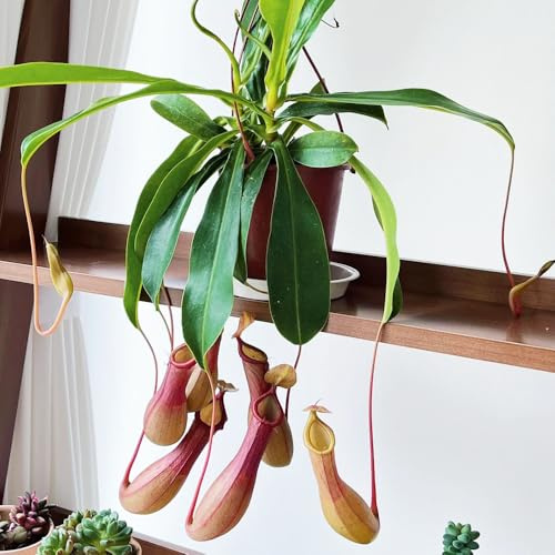 Semillas de plantas de jarra Nepenthes - Semillas de plantas carnívoras, Jardín interior, decoración del alféizar de la ventana. plantas decorativas, de jardin Decoración verde, 150pcs