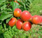 ALBICOCCO SIMILE -PRUNUS ARMENIACA- 'CANINO' A MATURAZIONE TARDIVA - albero da frutto da esterno pianta vera Ø 19 cm - h 150 cm