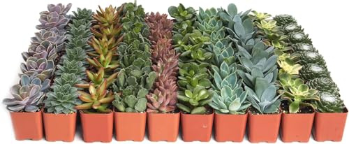 Lote de 10 PLANTAS SUCULENTAS Naturales DECOALIVE para Interior y Exterior