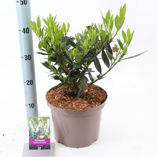Fresh Plants - Laurier-Cerise ‘Otto Luyken’ en Pot Ø23cm - Hauteur 55cm