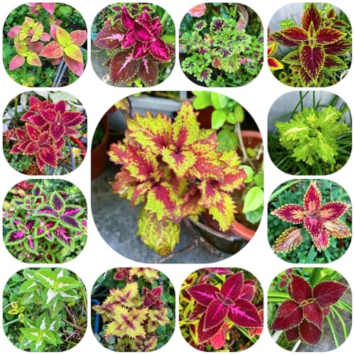 buntnesselsamen mehrjährig, hochbeet winterhart exotische 1000pcs