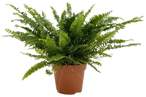 Helecho de Boston y Salón Nephrolepis Exaltata Diámetro Ø 12 cm DECOALIVE Planta Viva Decorativa para Regalo