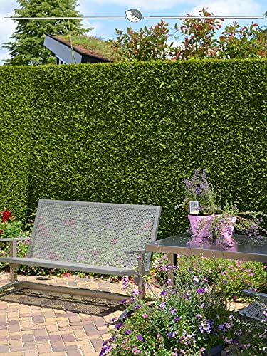Lebensbaum Thuja Brabant 80-100 cm im Topf. 7x immergrüne Thuja Heckenpflanze