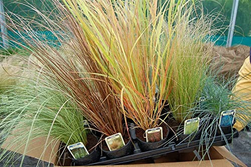 15 Short Evergreen Grasses (5 Varieties, 3 of Each) in 10.5cm POTS from Specialist Grower in Lincolnshire