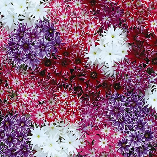 Phlox 'Popstars' Annual Phlox Half-Hardy Annual Flower Seeds Easy to Grow Your Own Outdoor Garden Flower Plants 1x Pack Seed (Approx. 10 Seeds) by Thompson and Morgan