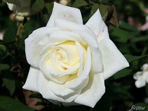 GARTEN SCHLÜTER® Edelrose 'Polarstern'