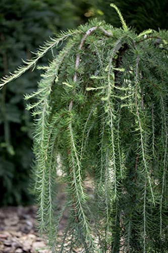 Larix kaempferi 'Pendula' 80–100 cm – Winterhart, Mehrjährig, Pflegeleicht – Japanische Lärche – Solitärgehölz für Garten & Einzelstellung