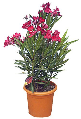 Pianta di Oleandro vaso Diam: 18