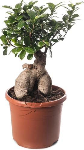 Ficus Ginseng Bonsai Tree Tall Indoor Plants Exotic Large Trees for Your Home (40-50cm incl. Pot)