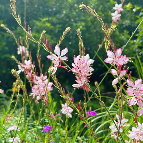 semi di gaura, giardino interno Perenni resistenti 120pcs