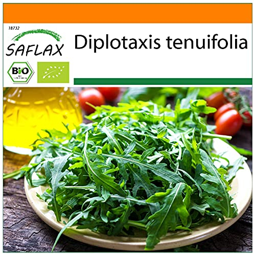 SAFLAX - BIO - Rucola selvatica - 1500 semi - Diplotaxis tenuifolia