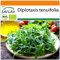 SAFLAX - Ecológico - Rúcula silvestre - 1500 semillas - Diplotaxis tenuifolia