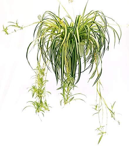 POWERS TO FLOWERS - CHLOROPHYTUM VARIEGATO XL, FALANGIO, pianta vera