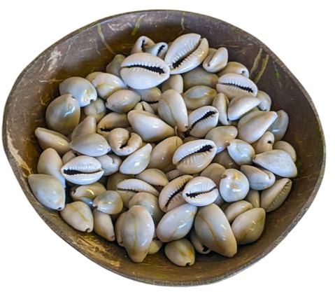 Lot de 50 coquillages de cauris marocains non percés - Berbère amazigh