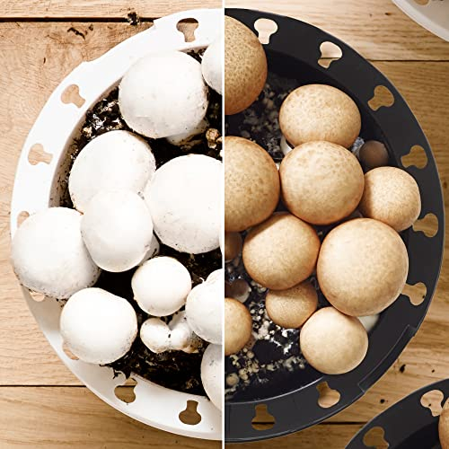 Pilzzuchtset (Braun) | Züchte deine eigenen weißen oder braunen Champignons im Küchengarten