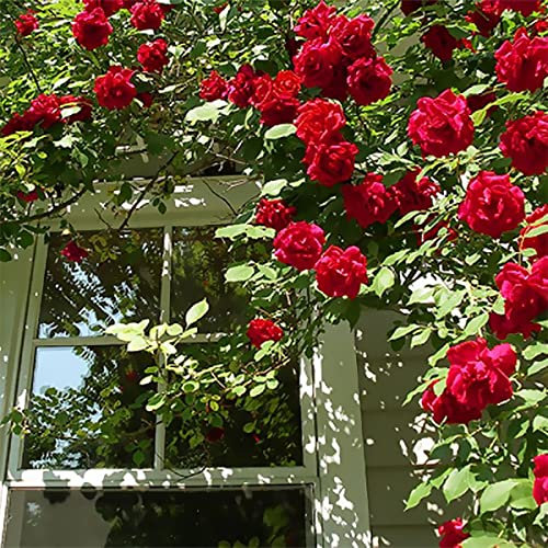 1 Fragrant Rosa Random Selection of Red Climbing English Rose Bare Rooted Plant -Brighten Garden Outdoor Landscape Shrub Border Walkway Vertical Hedge
